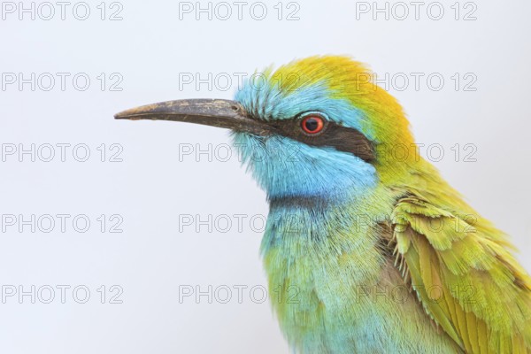 Green bee-eater (Merops orientalis), Mirbat, Salalah, Dhofar, Oman, Asia
