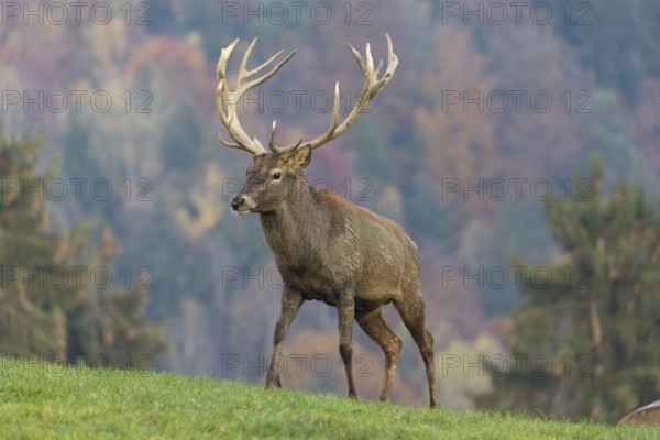 Red Deer buck at the end of the rutting season