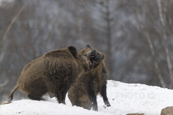 Wild boar or wild pig (Sus scrofa), fighting on snowy ground, trees in the background