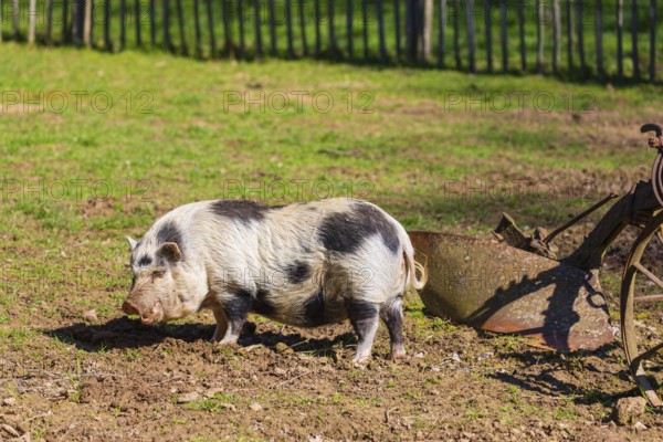 One Minipig, Sus scrofa domesticus, stands in a meadow, searching for food
