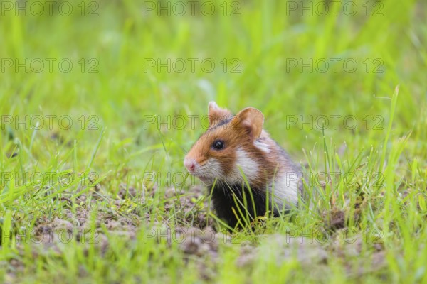 A European hamster (Cricetus cricetus), Eurasian hamster, black-bellied hamster or common hamster, sits in a meadow next to his den