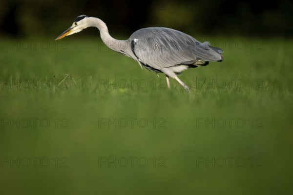 Grey heron (Ardea cinerea), animal portrait, Rosensteinpark, Stuttgart, Baden-Württemberg, Germany, Europe