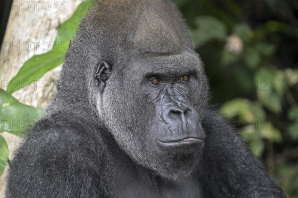 Western lowland gorilla (Gorilla gorilla gorilla), portrait, Réserve Lésio-Louna nature reserve, near Moembe, Plateau department, Republic of the Congo