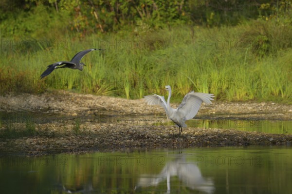 Great White Egret (Ardea alba), Grey Heron (Ardea cinerea), flies, water, shore, gravel, Lower Austria