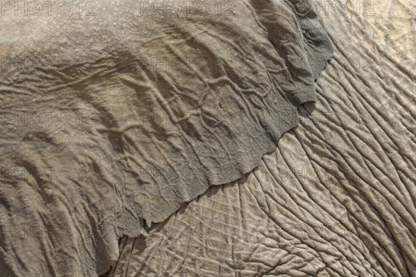 Ear and skin of a desert elephant (Loxodonta africana), detail, Huab dry river, Damaraland, Kunene region, Namibia, Africa