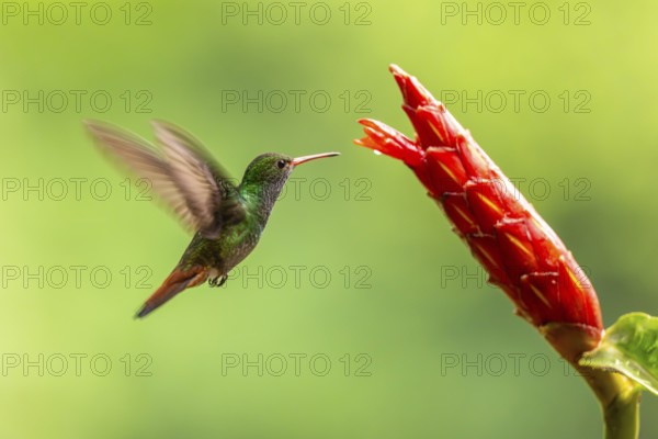 Brown-tailed Amazon (Amazilia tzacatl), Hummingbird (Trochilidae), Swiftbirds (Apodiformes), Laguna del Lagarto Lodge, Alajuela, Costa Rica, Central America