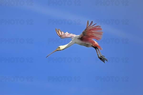 Roseate spoonbill (Platalea ajaja), adult, flying, St. Augustine, Florida, North America, USA, North America