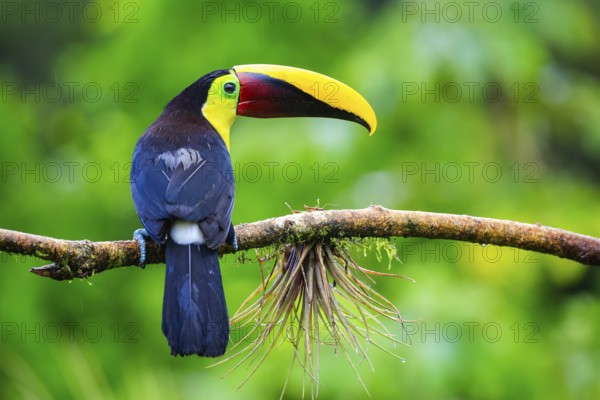 Golden-throated Toucan (Ramphastos ambiguus), Toucans (Ramphastidae), Laguna del Lagarto Lodge, Alajuela, Costa Rica, Central America