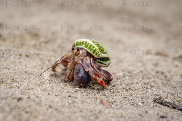 Caribbean hermit crab (Coenobita clypeatus), in the sand on the beach, Parque Nacional Cahuita, Costa Rica, Central America