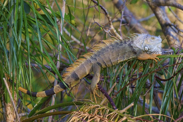 Common green iguana (Iguana iguana), Wakodahatchee Wetlands, Delray Beach, Florida, USA, North America