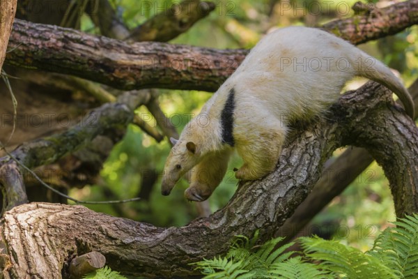 A southern tamandua (Tamandua tetradactyla), climbs in a tree in a forest