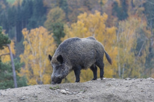 One wild boar or wild pig (Sus scrofa), walking over an opening in early morning light, searching for food, with an autumnal colored forest in the background