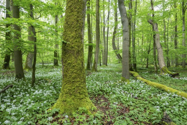 Near-natural deciduous forest with flowering wild garlic (Allium ursinum), tree and deadwood overgrown with moss, Hainich National Park, Thuringia, Germany, Europe