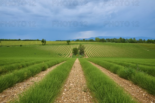 Extensive lavender field (Lavandula), scattered trees, mountains in the background, overcast sky, summer, Valensole, Alpes-de-Haute-Provence, Provence-Alpes-Cote d'Azur, France, Europe