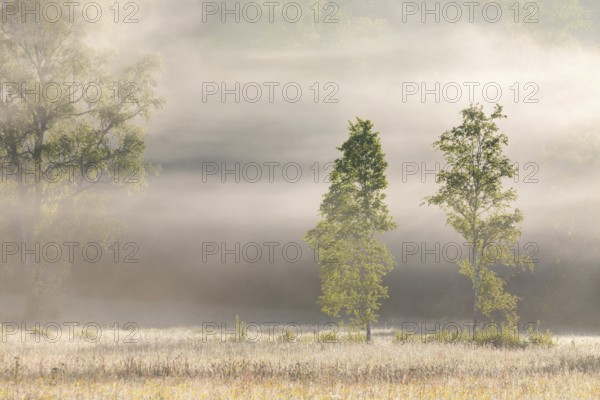Birches (Betula) in the early morning mist, Birch family (Betulaceae), Irndorfer Hardt, Upper Danube nature park Park, Baden-Württemberg, Germany, Europe