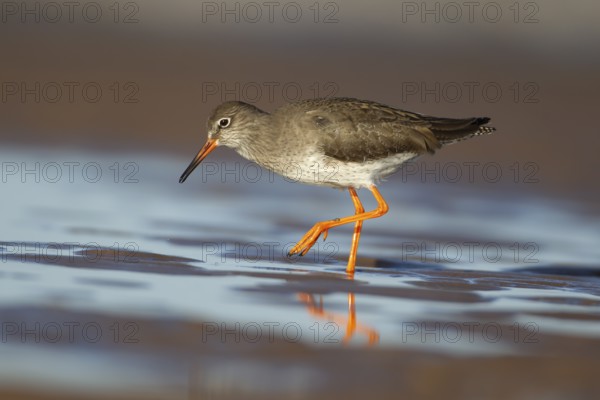 Common redshank (Tringa totanus) adult wading bird in a shallow pool of water on a beach, England, United Kingdom, Europe