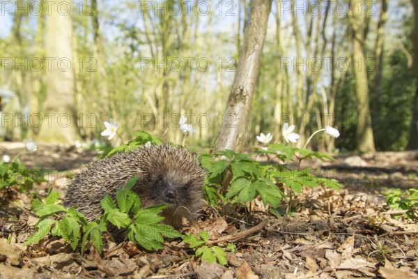 European hedgehog (Erinaceus europaeus) adult animal in a woodland in spring, England, United Kingdom, Europe