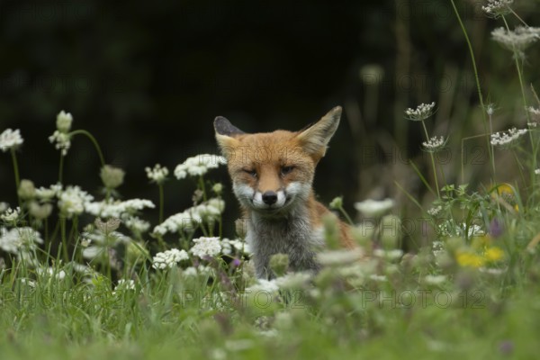 Red fox (Vulpes vulpes) adult animal in grassland countryside with wildlflowers in the summer, England, United Kingdom, Europe