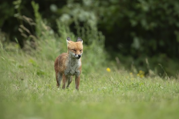 Red fox (Vulpes vulpes) adult animal with its eyes shut in grassland countryside in the summer, England, United Kingdom, Europe