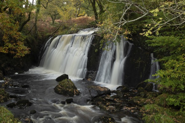 Waterfall in a woodland with autumn colour leaves in the landscape, Scotland, United Kingdom, Europe