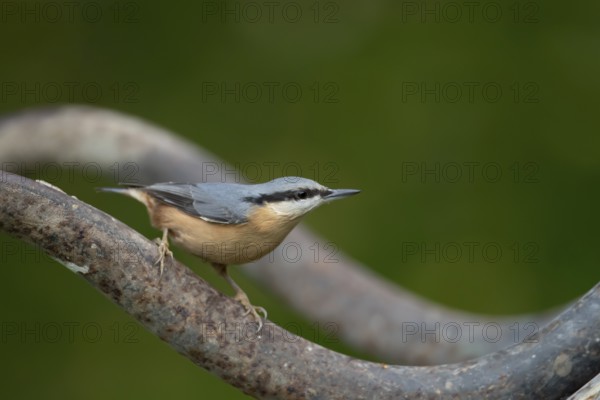 Eurasian nuthatch (Sitta europaea) adult bird on a garden wheelbarrow, England, United Kingdom, Europe