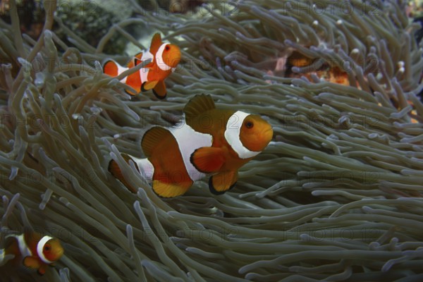 Three Ocellaris Clownfish (Amphiprion ocellaris) cavorting between the dense tentacles of a sea anemone, dive site SD, Nusa Ceningan, Nusa Penida, Bali, Indonesia, Asia