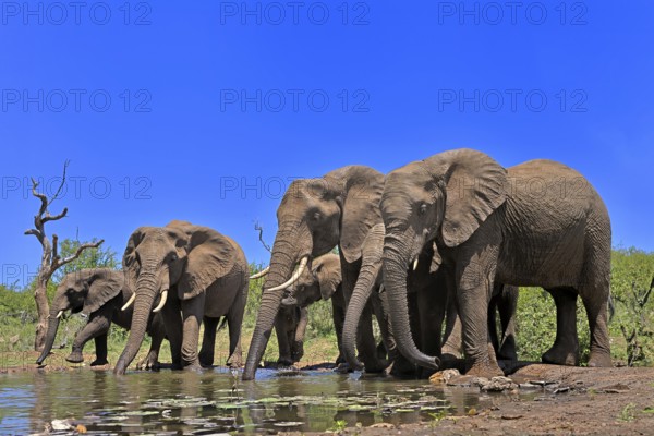 African elephant (Loxodonta africana), adult, juvenile, group, herd, at the water, drinking, Kruger National Park, Kruger National Park, South Africa, Africa