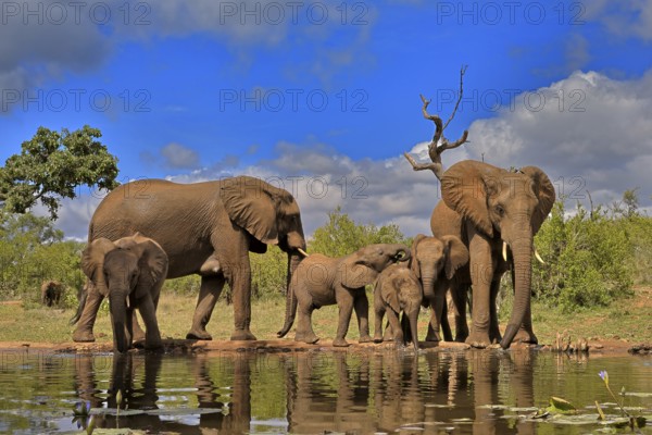 African elephant (Loxodonta africana), adult, juvenile, group with juveniles, at the water, drinking, group, Kruger National Park, Kruger National Park, South Africa, Africa