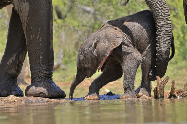 African elephant (Loxodonta africana), young animal, with mother, baby elephant, calf, at the water, drinking, social behaviour, Kruger National Park, Kruger National Park, South Africa, Africa