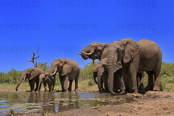 African elephant (Loxodonta africana), adult, juvenile, group, herd, at the water, drinking, Kruger National Park, Kruger National Park, South Africa, Africa
