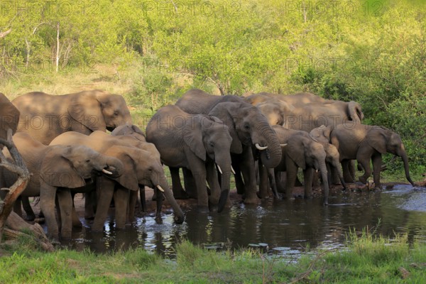 African elephant (Loxodonta africana), adult, juvenile, group, herd, at the water, drinking, Kruger National Park, Kruger National Park, South Africa, Africa