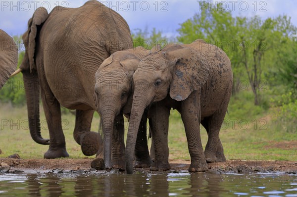 African elephant (Loxodonta africana), two young animals, at the water, drinking, Kruger National Park, Kruger National Park, South Africa, Africa