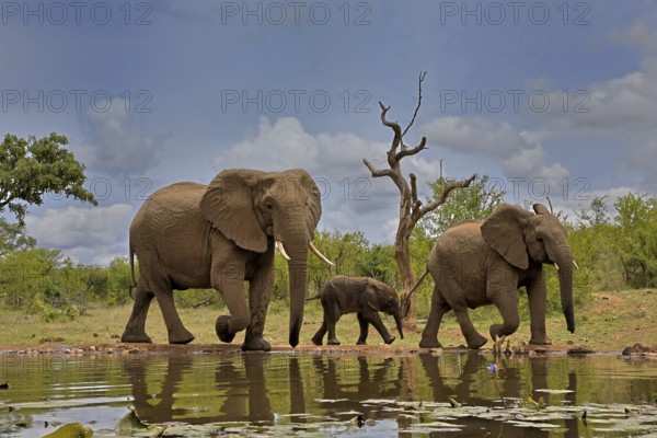 African elephant (Loxodonta africana), adult, female, mother, male, bull, young animal, mother with young animal and young bull, at the water, Kruger National Park, Kruger National Park, South Africa, Africa
