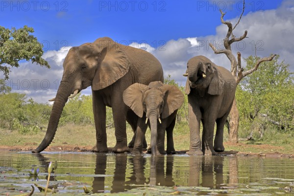 African elephant (Loxodonta africana), adult, female, mother, two young, mother with young, at the water, drinking, Kruger National Park, Kruger National Park, South Africa, Africa