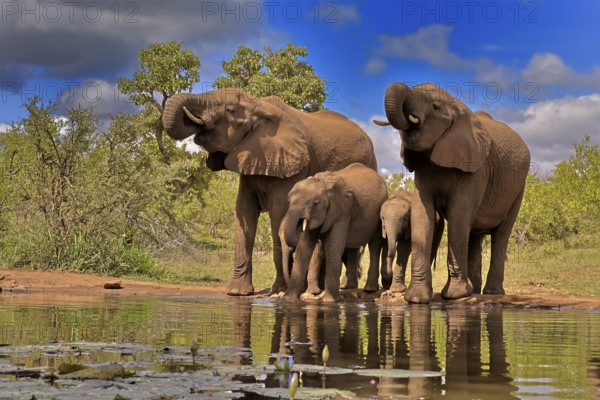 African elephant (Loxodonta africana), adult, juvenile, group with juveniles, at the water, drinking, group, Kruger National Park, Kruger National Park, South Africa, Africa