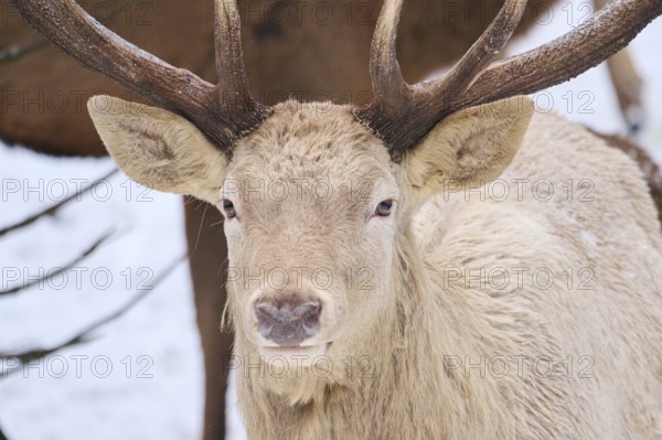 Red deer (Cervus elaphus) albino stag portrait in a forest in winter, snow, Bavaria, Germany, Europe