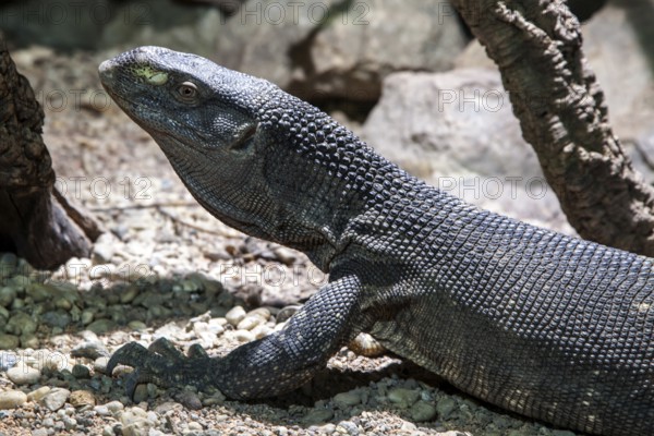 Papuan dragon (Varanus salvadorii), captive, Germany, Europe