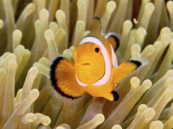 Portrait of Ocellaris Clownfish (Amphiprion ocellaris), Nemo, in bright colours in front of a yellowish sea anemone, dive site Twin Reef, Penyapangan, Bali, Indonesia, Asia