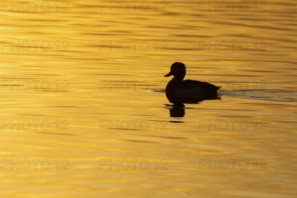 Tufted duck (Aythya fuligula) silhouette of an adult bird on a lake at sunset, England, United Kingdom, Europe