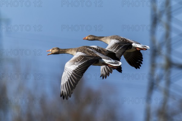Two geese flying close together in the sky with a power pole in the background, grey goose (Anser anser), wildlife, Germany, Europe