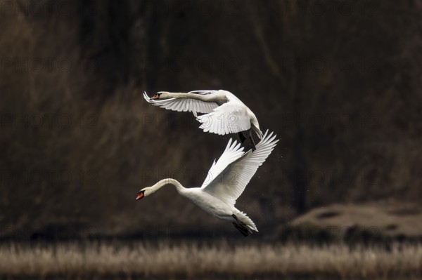 Flight of two swans on top of each other in front of a dense, dark forest, Mute Swan, (cygnus olor), wildlife, Germany, Europe