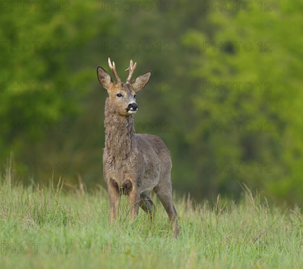 Roe deer (Capreolus capreolus), roebuck with beginning hair change standing in a meadow and looking attentively, wildlife, Thuringia, Germany, Europe