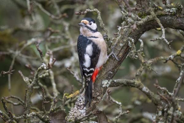 Great spotted woodpecker (Dendrocopos major) on an old pear tree with moss-covered branches, Baden-Württemberg, Germany, Europe