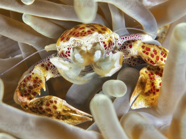 Lively porcelain crab, spotted porcelain crab (Neopetrolisthes maculatus), hidden in a sea anemone, dive site SD, Nusa Ceningan, Nusa Penida, Bali, Indonesia, Asia