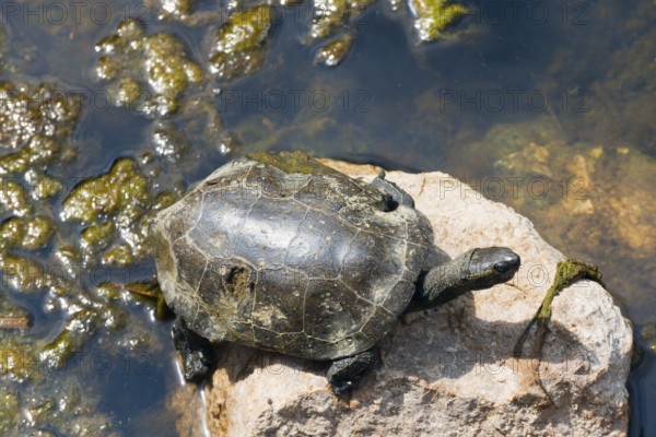 A turtle sunbathing on a rock in a body of water, turtle, Toroni, Torone, Sithonia, Chalkidiki, Central Macedonia, Greece, Europe