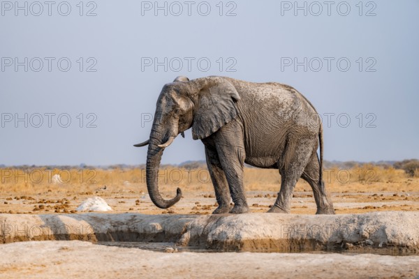 African elephant (Loxodonta africana), elephant drinking at a waterhole, in the evening light, Nxai Pan National Park, Botswana Botswana
