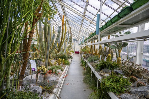 Botanical Garden, greenhouse with cacti and succulents, Zurich Succulent Collection, Switzerland, Europe