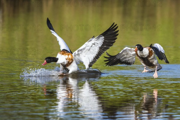 Common Shelduck, Tadorna tadorna birds in fight on water