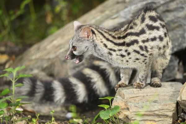 Common genet (Genetta genetta), wildlife in a forest, Montseny National Park, Catalonia, Spain, Europe