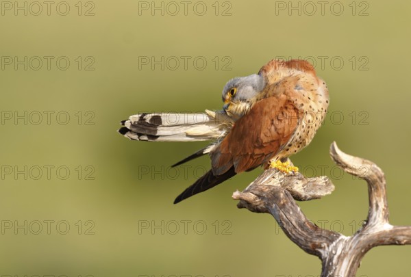 Male lesser kestrel (Falco naumanni), grooming, dry branch, Extremadura, Spain, Europe